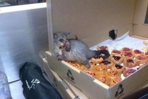 Этот опоссум ворвался ночью в пекарню