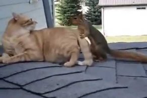 Кажется у котика приключилась белочка