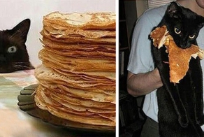 Коты-прохиндеи