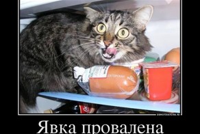 О любви к братьям меньшим