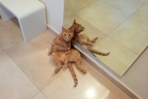 Шокированные коты, увидевшие свою точную копию в зеркале