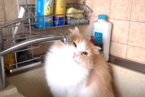 Котейку сушит