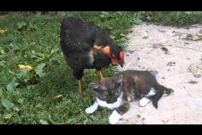 Как избавить кота от блох