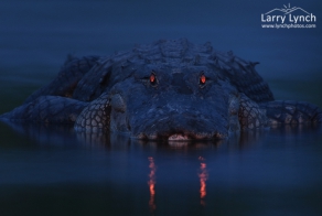 Дьявольский взгляд из темноты