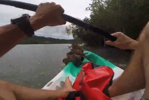 Наглые мохнатые воришки