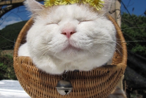 Самые известные коты интернета