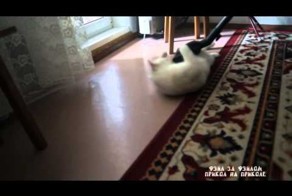 Пропылесосил кота