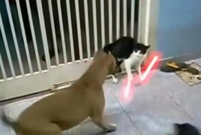 Подборка смешных и безумных кошачьих приколов и реклам с ними 