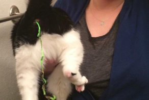 Коты и новый год