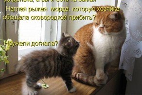 Уху евший кот