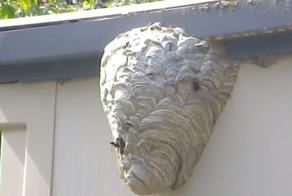 Как эффектно избавиться от гнезд ос и шершней