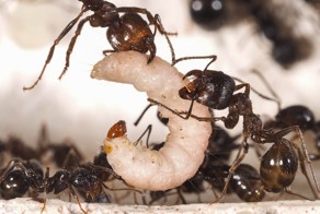  Муравьи и моль