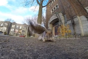 Белка украла камеру 