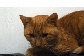 История одного доброго кота