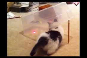 Ловушка для кота