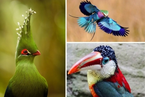 Птицы, сошедшие со страниц сказок