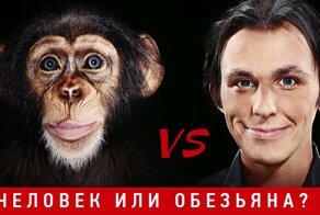 Человек или обезьяна. Кто умнее? « Эксперимент столетия »