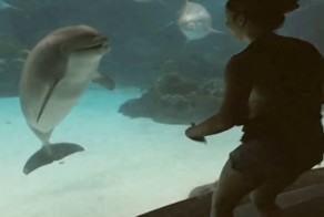 Как развеселить дельфина