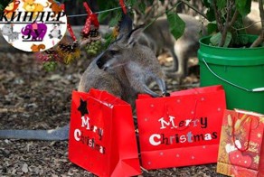 Как празднуют новый год животные в зоопарке