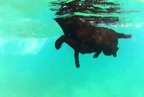 Лабрадор ретривер Кира и дельфины