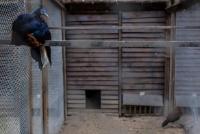 Музей роскошной жизни олигарха Межигорье