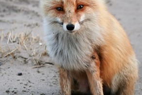 Раненая лисица
