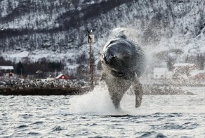 Китовая лихорадка