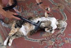 Не все животные боятся пылесоса