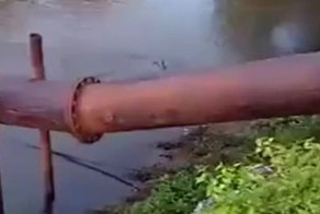 Щенок чудом спасся от крокодила