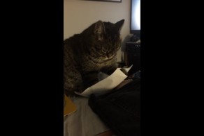 Кот развлекает себя листком бумаги 