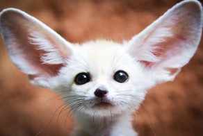 Белые и пушистые