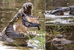 Побег из пасти крокодила