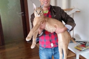 Котенок 2 месяца