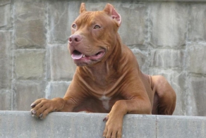 Четырехлапый ужас