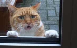 Выгнав кота из ванной ,не ожидал что такое может случится