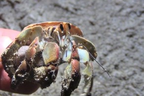 Что будет если рака отшельника вытащить из раковины