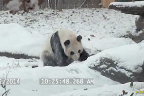 Панда, радующаяся первому снегу 