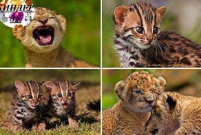 Дикие котята: львята, тигрята и даже тигрольвята 