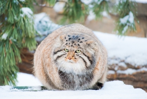 Манул из Новосибирского зоопарка