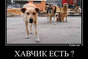 Правила поведения при столкновении с агрессивной собакой