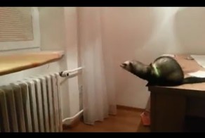 Суперпрыжок хорька