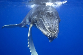 Самый одинокий кит в мире