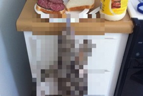 Домашний питомец