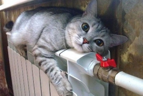 Скоро на всех батареях страны
