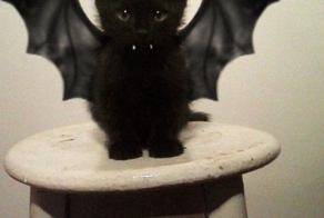 Мой хозяин думает, что он юморист