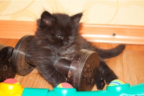 30 доказательств того, что коты многогранны и талантливы