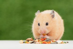 Убирайся, животное