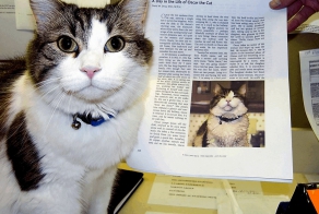 Кот, предсказывающий смерть