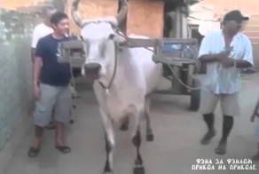 Самозапрягающийся вол