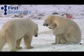 Животный мир гораздо умнее людей 